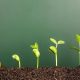 Cosecha de los beneficios: Cómo los ácidos fúlvicos pueden transformar el crecimiento de su planta