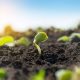 Avances en Nutrición de las Plantas: de Agricultura Tradicional a Agricultura de Precisión