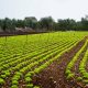 La Revolución Verde con Bioestimulantes Orgánicos para la Salud de las Plantas