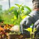 Cómo el Fertilizante Orgánico  FULVI 75 Plus Impulsa el Crecimiento de las Plantas de Forma Natural
