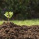 Fulvi 75 Plus: Minerales y Nutrientes para Mejorar el Crecimiento de la Planta