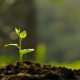 El Ácido Fúlvico: Aportando Efectos Positivos sobre el Crecimiento de las Plantas