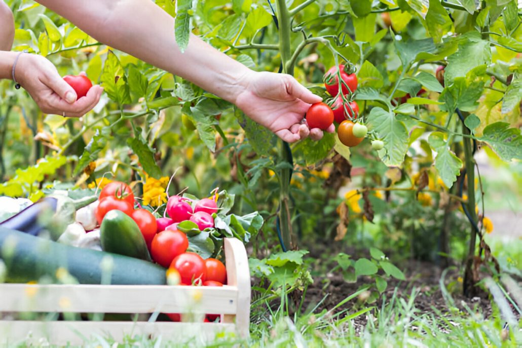 ácido fúlvico para plantas