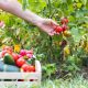 Potencie la Calidad y el Rendimiento de los Cultivos de Verduras con Ácido Fúlvico