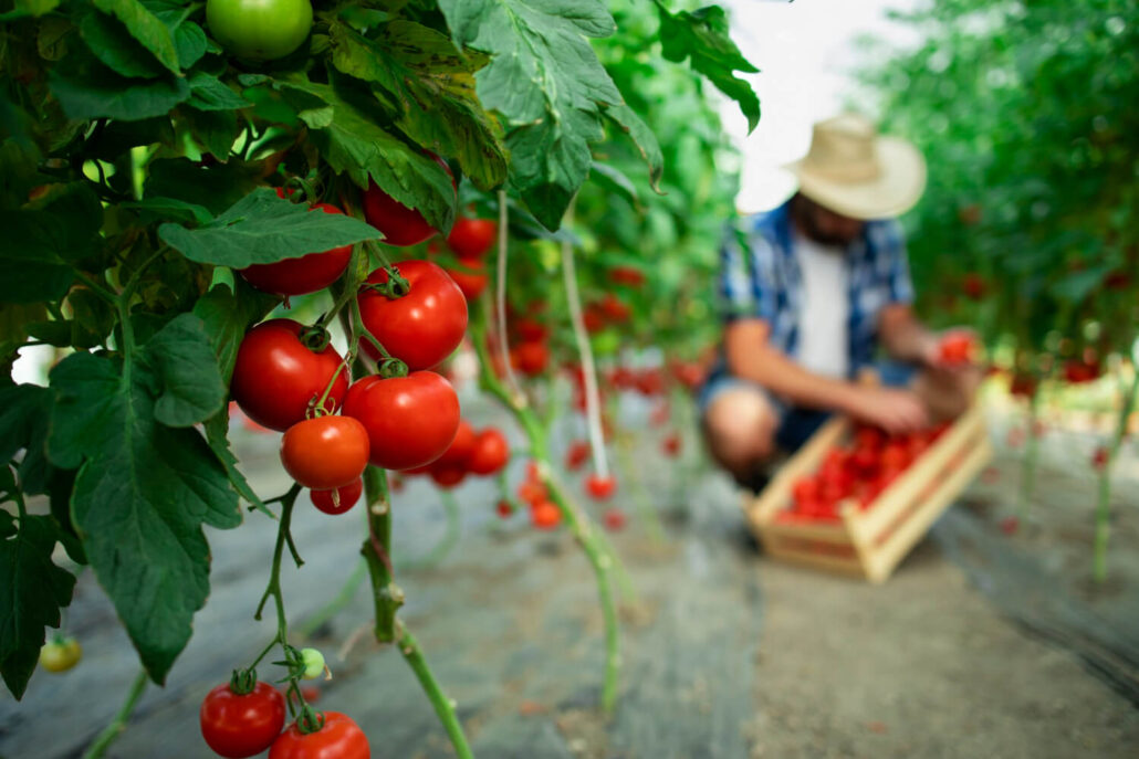 Tomates Más Jugosos y Suelos Más Saludables