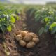 Principales Beneficios del Ácido Fúlvico para el Cultivo de Papa