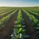 ¿Qué son los Bioestimulantes y Cómo Funcionan en las Plantas?