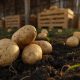 Cómo los Fertilizantes Orgánicos Mejoran la Calidad y la Vida de Almacenamiento de la Papa