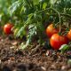 Por Qué Elegir Abonos Orgánicos Marca la Diferencia en el Cultivo de Tomate