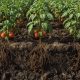 Cómo Los Fertilizantes Orgánicos Favorecen El Crecimiento Del Tomate Y Mejoran La Salud Del Suelo