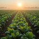 Cuándo Aplicar Bioestimulantes para un Crecimiento Vegetal Saludable y Fuerte