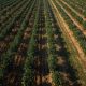 Gestión Sostenible Del Rendimiento En Cítricos Mediante Insumos Agrícolas Con Certificación Omri