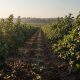 ¿Cuáles Son Los Beneficios Del áCido Fúlvico En El Cultivo De Arándanos?