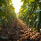 Desventajas de los Fertilizantes Químicos en el Cultivo de Pepino