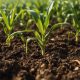 Prácticas Clave de Fertilización Orgánica para un Maíz Más Saludable