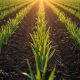 La Importancia De La Nutrición Del Suelo En La Agricultura De Cebolla