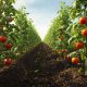 Principales Formas en que el Ácido Fúlvico Mejora el Desempeño del Cultivo de Tomate